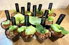 2026年最新】スパーバム ドワーフの人気アイテム - メルカリ