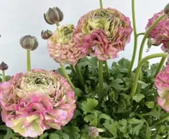 lovekanacyan0408様 リクエスト 2点 まとめ商品