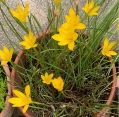 キバナタマスダレ　10球根　黄色い花　園芸　花壇のサムネイル