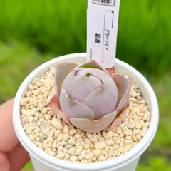 大人気 多肉植物 グリーノビア 耶羅 超美苗 レア種のサムネイル