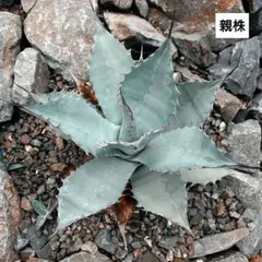 アガベ　レア　中株　パリートランカータ×イシスメンシス　ハイブリッド アガベ レア イシスメンシス×パリートランカータ ハイブリッド