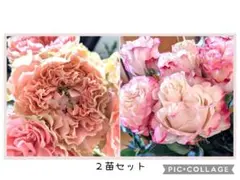 バラ苗　切り花種　２品種セット　□宅急便60サイズ〜で発送いたします