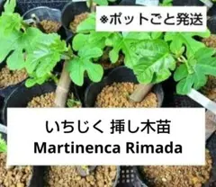 2026年最新】イチジク 穂木 挿し木 苗の人気アイテム - メルカリ