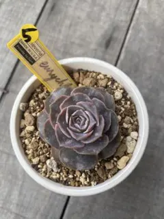 2026年最新】eurychlamysの人気アイテム - メルカリ