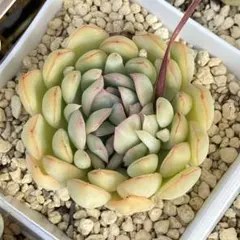 多肉植物【スタージェイ】リエール 韓国苗 抜き苗 エケベリア 札付き 