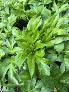 Mamamama様専用　新鮮採りたて　明日葉