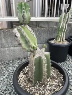 柱サボテン 3本子株8ケ付 ドライガーデンサボテン鬼面角観葉植物