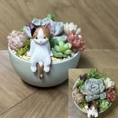 B多肉植物　寄せ植え　猫ちゃんと氷裂鉢付き　ミニ盆栽　多肉植物寄せ植え　癒し