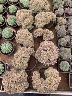 Top【選抜株】多肉植物　264723ルビードナ綴化　9個　鉢無し/脱土