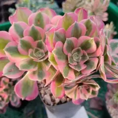 王妃錦　特大群生　初根　　抜き苗