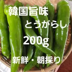 お試しサイズ☆韓国青唐辛子☆ピリ辛プコチュ☆200g☆農家直送 - メルカリ