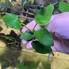 良品！アヌビアス ナナ 2株セット！無農薬 水中葉 水草 活着 - メルカリ