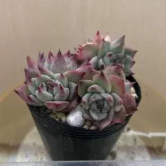 2026年最新】チワワエンシス錦の人気アイテム - メルカリ