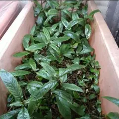 ☆　極珍種！ 美種！ホシクサspペドラスター プランツ　ホシクサ　水上育成株 ☆ 極珍種！ 美種！ホシクサspペドラスター プランツ ホシクサ 水上育成株