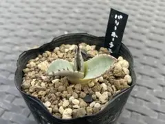 種子50粒」パリー ホーチエンシス吉祥天 - メルカリ