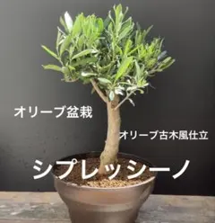 2026年最新】オリーブ 古木の人気アイテム - メルカリ