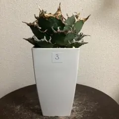 2026年最新】スーパーチタノタの人気アイテム - メルカリ