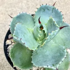 2026年最新】アガベ雷帝の人気アイテム - メルカリ