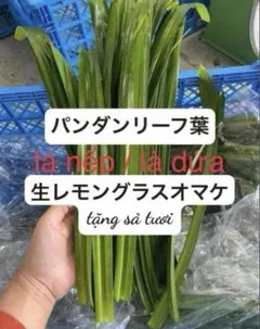 2026年最新】パンダンリーフの人気アイテム - メルカリ
