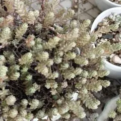 多肉植物 セダム　木立性ブレビフォリウム　 そよ風の天使　20カット 多肉植物 セダム 木立性ブレビフォリウム そよ風の天使 10カット