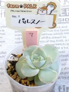 2025年最新】ファームパルクさん苗の人気アイテム - メルカリ