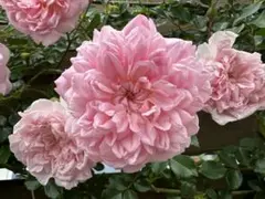 バラ 薔薇 挿木苗 フランソアジュランビル②のサムネイル