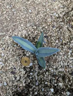 Hope様 リクエスト 2点 まとめ商品