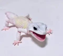 ヒョウモントカゲモドキ いきもの大図鑑 アドバンス ブリザード