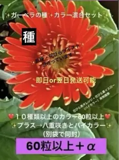 2025年最新】原種ガーベラの人気アイテム - メルカリ