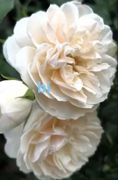 CHIMA様 リクエスト 2点 まとめ商品