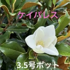 2025年最新】ケイパ 苗木の人気アイテム - メルカリ