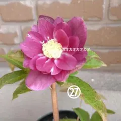 32）dd濃ピンクグラデーション✨加藤農園✴️セルフ交配種子✨5粒