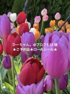 ひーちゃん。@プロフ1.23様★ご予約品★ロールシール