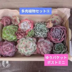 ⑤ 多肉植物セット 寄せ植えセット エケベリア 韓国カット苗