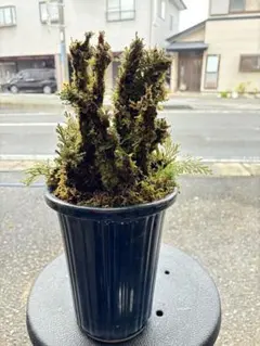 2026年最新】岩松 イワヒバの人気アイテム - メルカリ