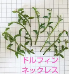 2026年最新】多肉植物 ドルフィンネックレス 7．5cmポット苗の人気