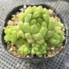 多肉植物No.96 カワイイ　ハオルチア　9センチポット