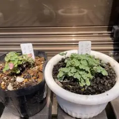 みやっち様専用オダマキ4鉢抜き苗