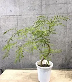 エバーフレッシュ 曲がり　螺旋状　観葉植物 鉢植え らくらくメルカリ便 エバーフレッシュ 曲がり 螺旋状 観葉植物 鉢植え らくらくメルカリ便