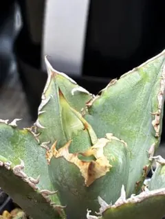 アガベ　狼人　中株　龍球会産 龍球会産直送株】アガベ チタノタ 狼人 完全OC株 鉢ごと発送