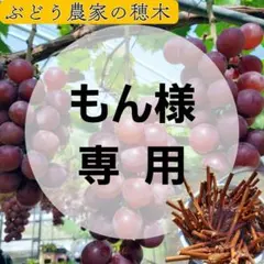 2026年最新】りんごのつぶ多肉植物の人気アイテム - メルカリ