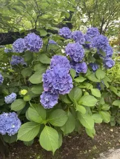 ＊やどんちゃん＊さん専用