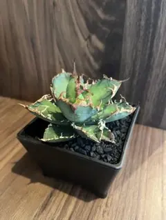 2026年最新】アガベ 鉢の人気アイテム - メルカリ