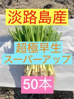 2026年最新】玉ねぎ苗 極早生の人気アイテム - メルカリ