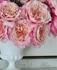 2026年最新】バラ挿し穂の人気アイテム - メルカリ