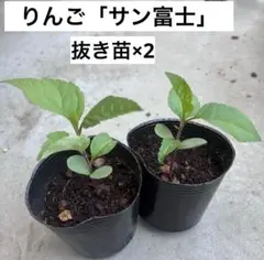 Harudayo様 リクエスト 2点 まとめ商品
