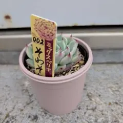 2026年最新】そわそわ おらいさん苗の人気アイテム - メルカリ