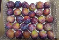 プルーン1kg オパール 加工用　長野県産 訳有のサムネイル