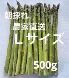 朝採れ　農家直送　アスパラ　アスパラガス　500gのサムネイル