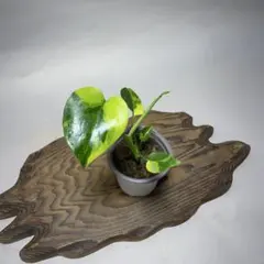 2026年最新】モンステラ イエローマリリンの人気アイテム - メルカリ